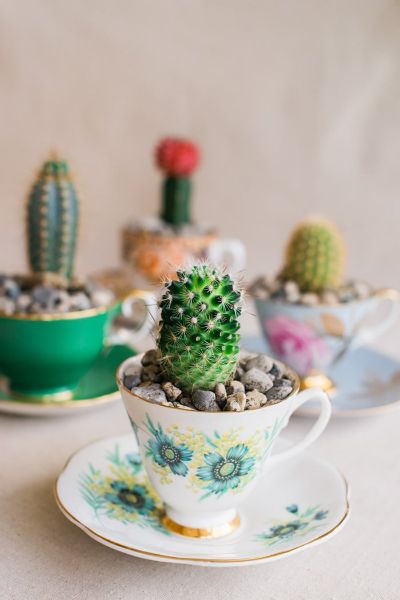 Tea Cup Terrarium