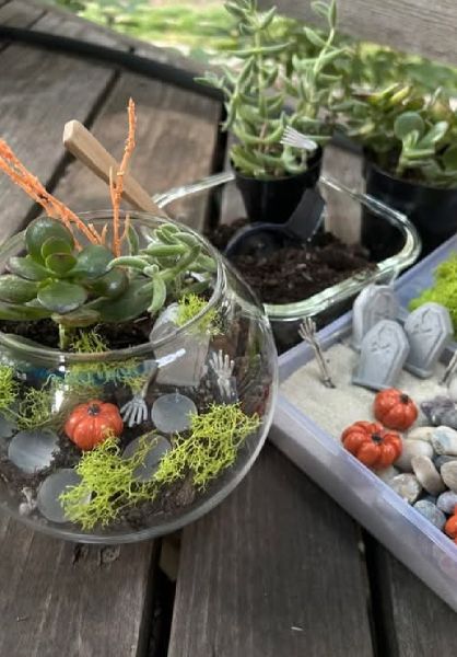 Create a Ceme-Terrarium