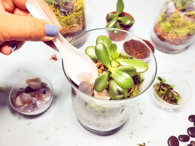Make Your Own Layered Terrarium