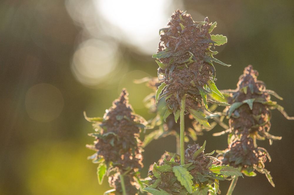 High-Fidelity Cannabis Co.