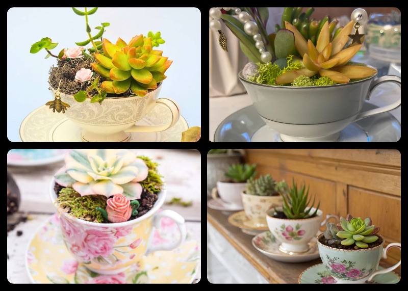 Teacup Succulent Planter