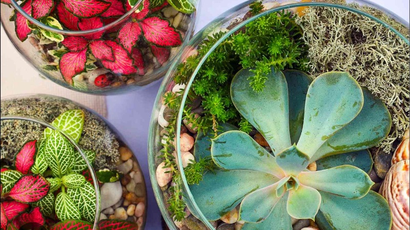 Terrarium Class Lynn Haven
