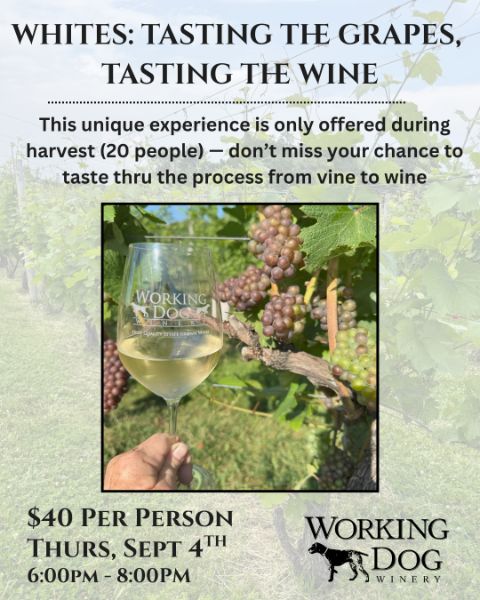 White Wine - Tasting the Grapes, Tasting the Wine