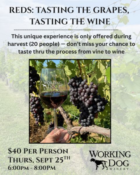 Red Wine - Tasting the Grapes, Tasting the Wine