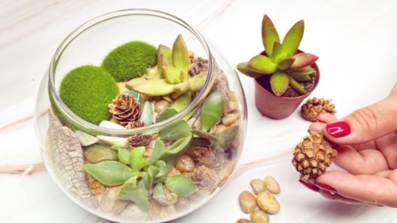 Make Your Own Terrarium Make Your Own Terrarium