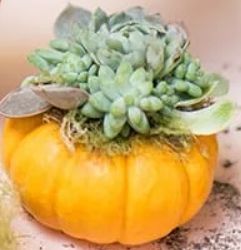 Yap + Craft November - Pumpulent! (A pumpkin succulent!) Yap + Craft November - Pumpulent! (A pumpkin succulent!)