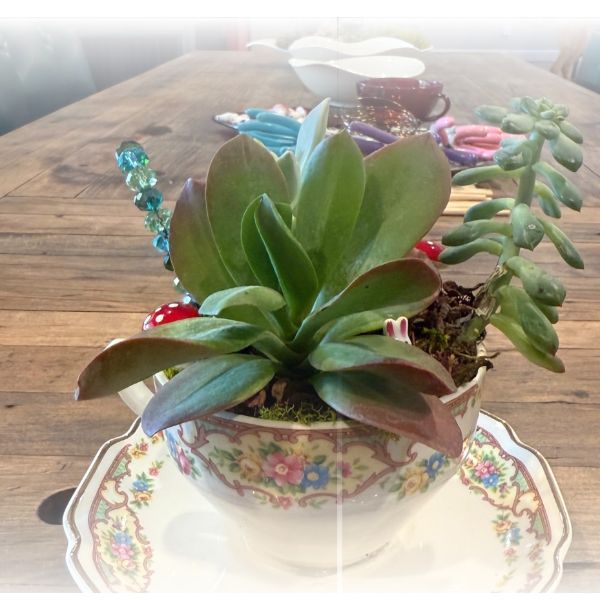 Craft Club-Teacup Succulents