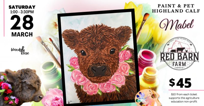 Paint & Pet Highland Calf Mabel at Red Barn Farm in Stanfield Paint & Pet Highland Calf Mabel at Red Barn Farm in Stanfield