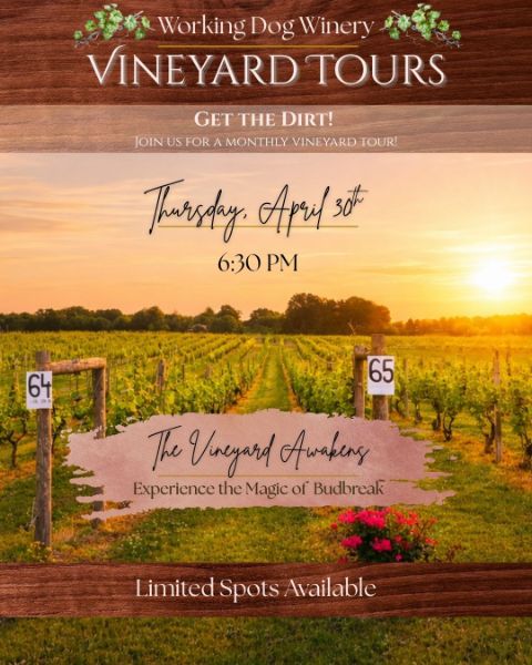The Vineyard Awakens: Experience the Magic of Budbreak