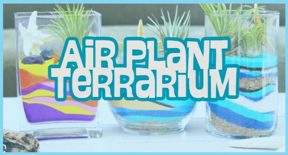 Air Plant Terrarium!