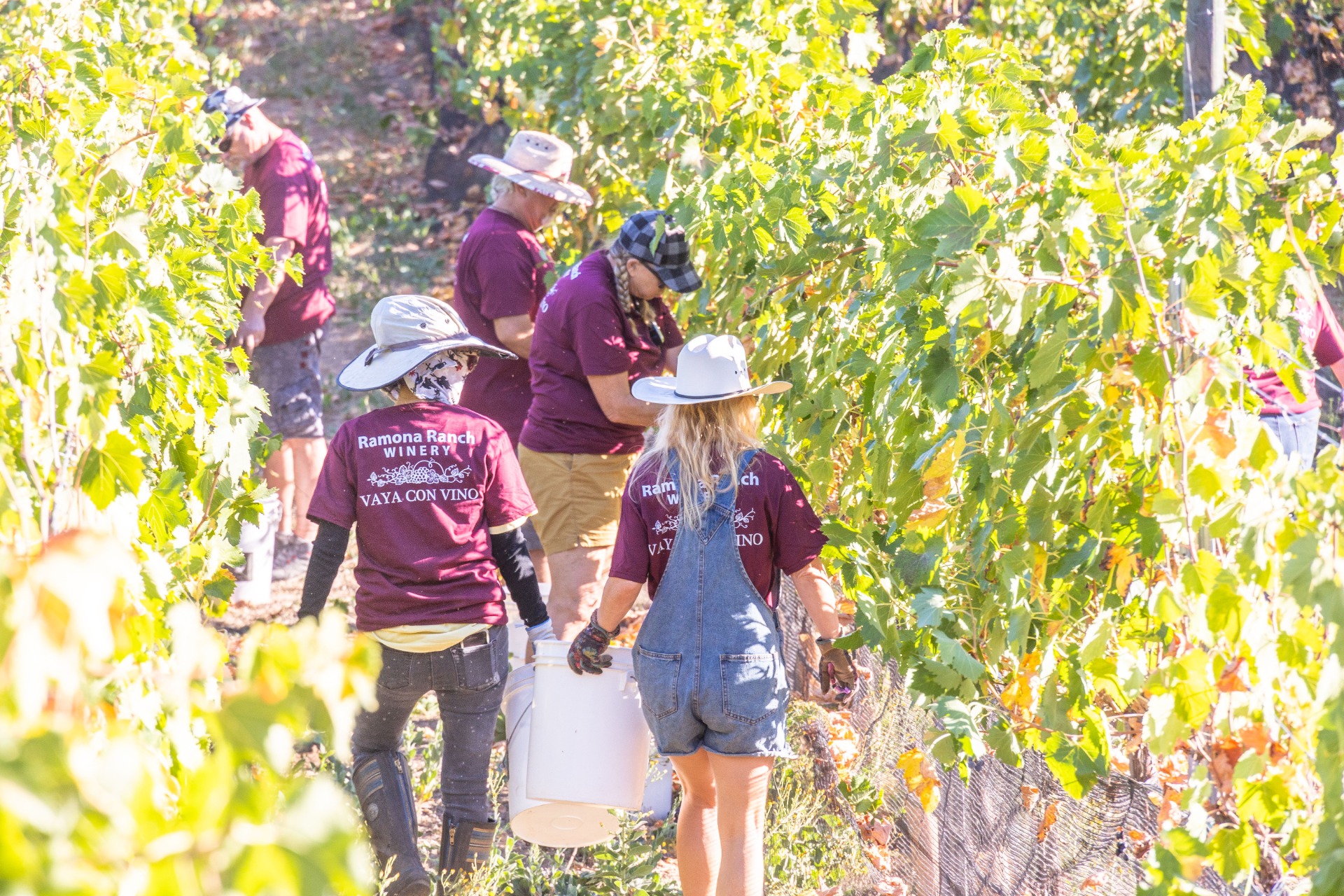 Ramona Ranch Wine Grape Harvest - Estate Tannat