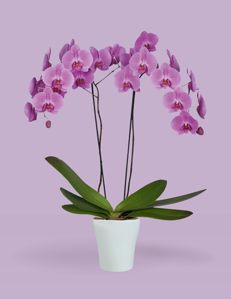 Maceta de Orquídea Morada - entrega de flores, ramo de flores, flores a domicilio