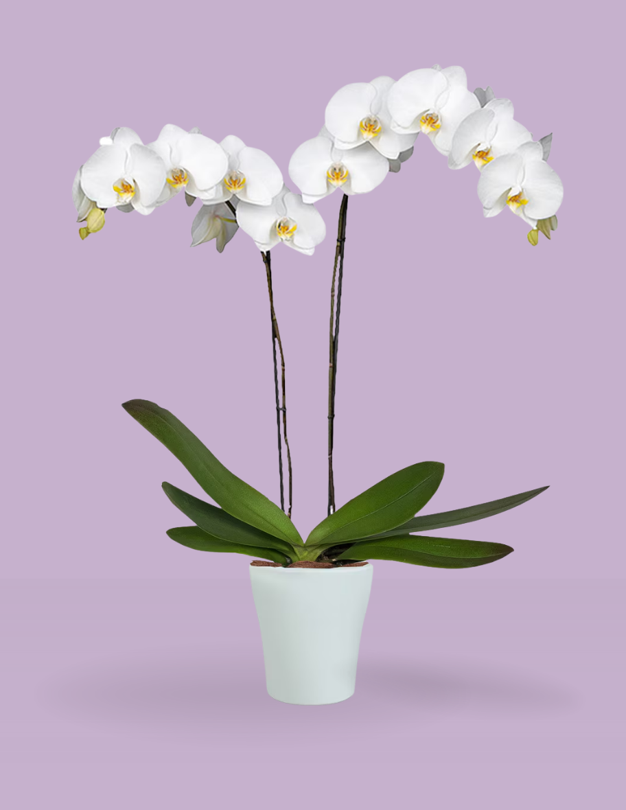 Anteprima di Pianta di Orchidea Bianca in Vaso - immagine 1