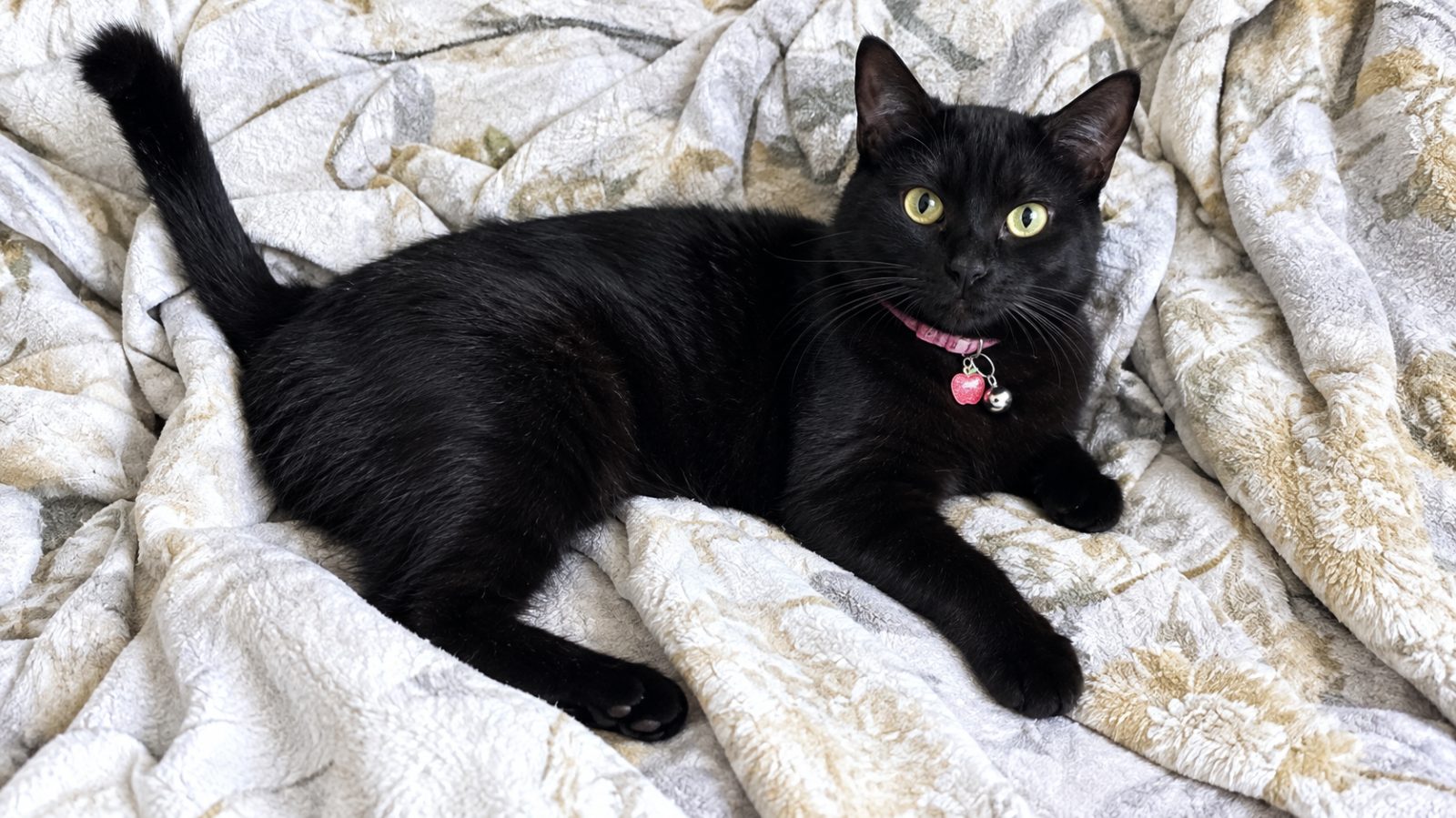 PAWBOOST ALERT Lilith