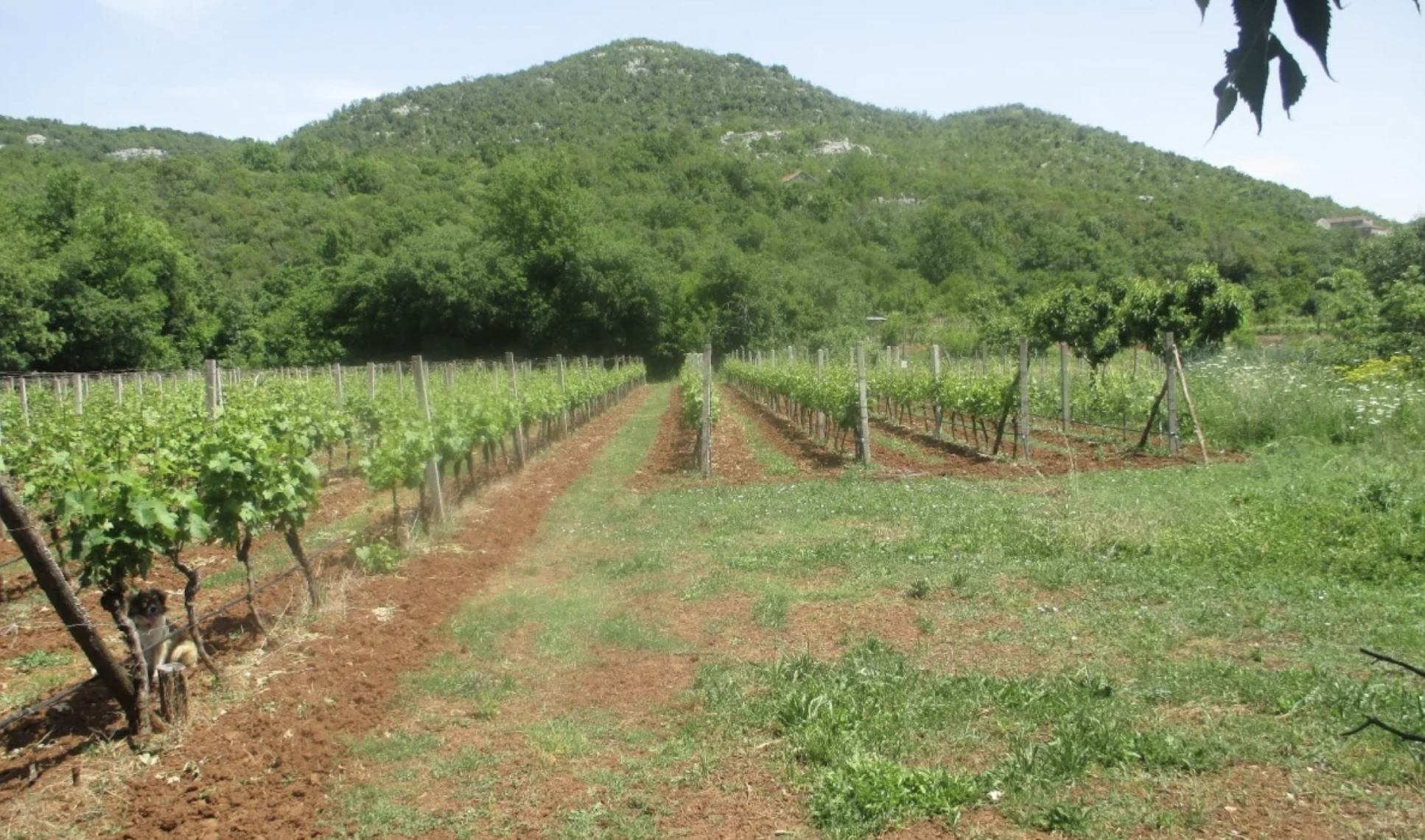 Vineyard in Drušići with Infrastructure and Development Potential