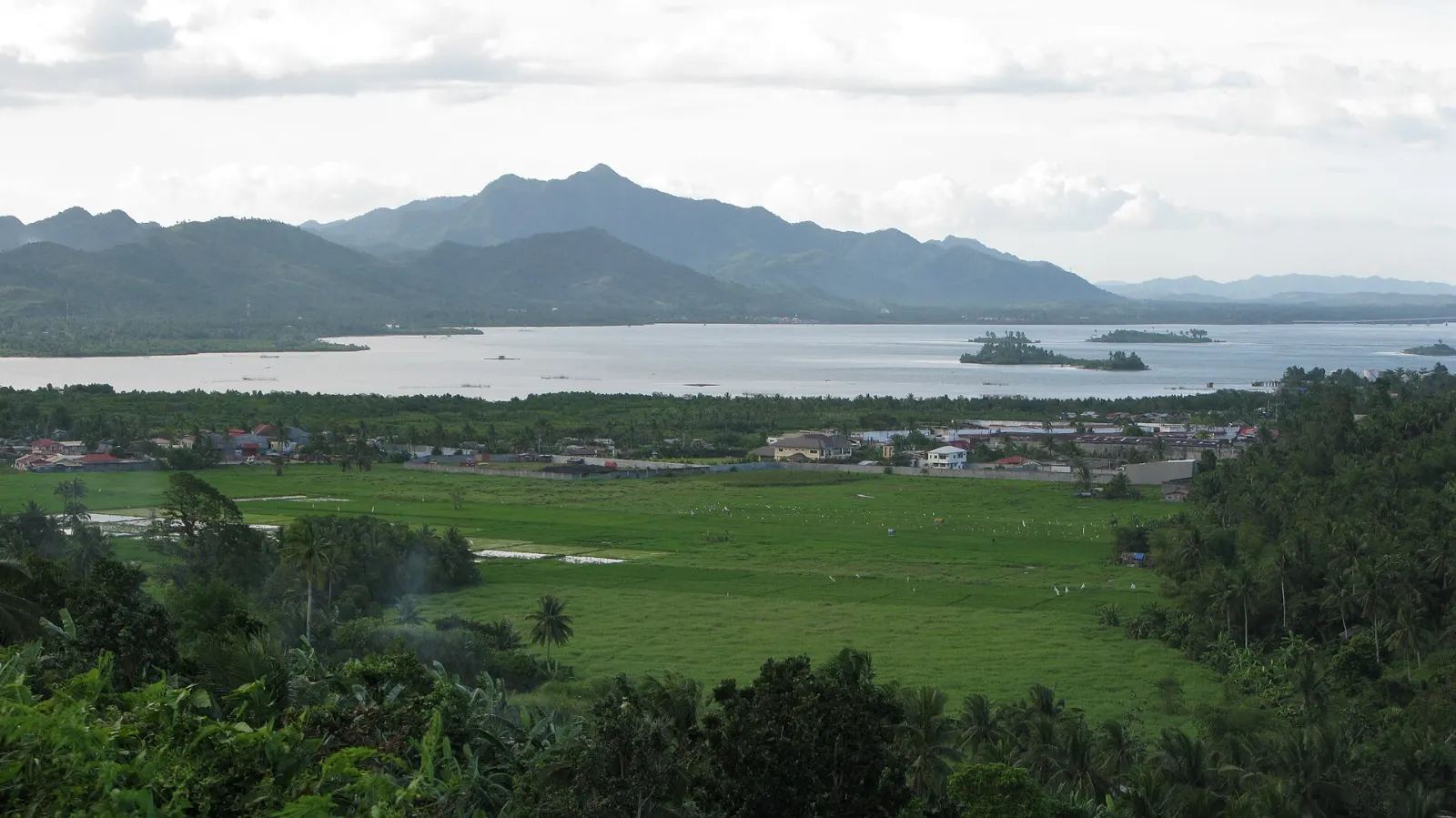 Green rice fields and palm trees before the bay and the mountains of Leyte