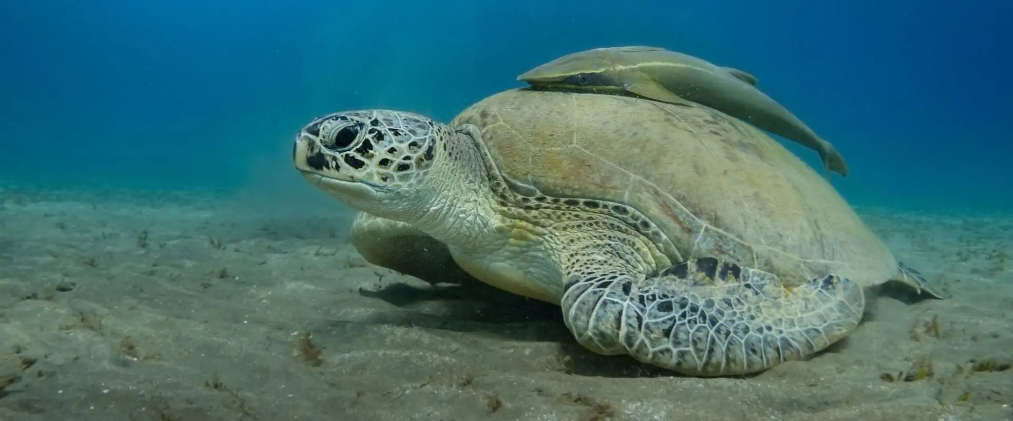 A sea turtle in the Red Sea
