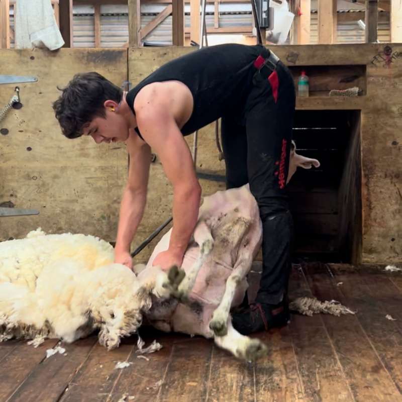 Jackson's lifestyle block shearing