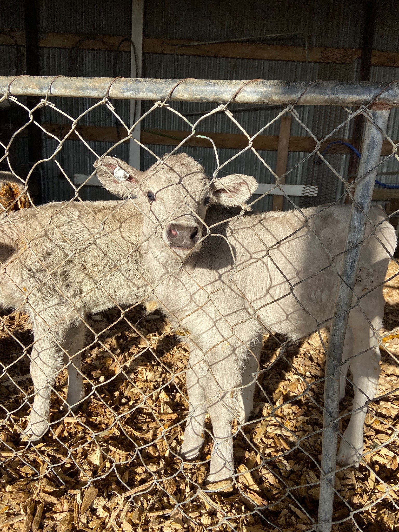 Ag Assist - Ella Casey