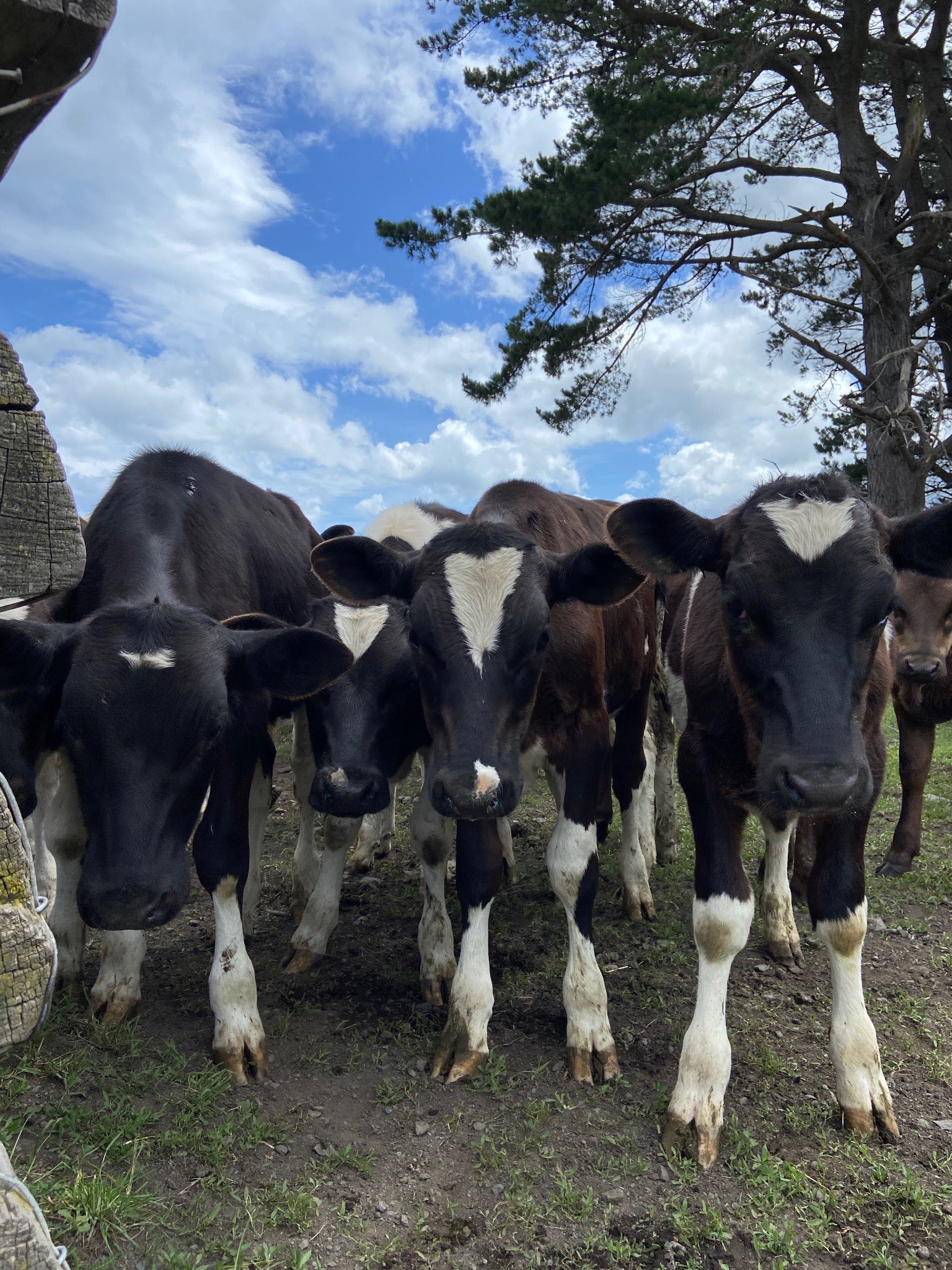 Ag Assist - Ella Casey