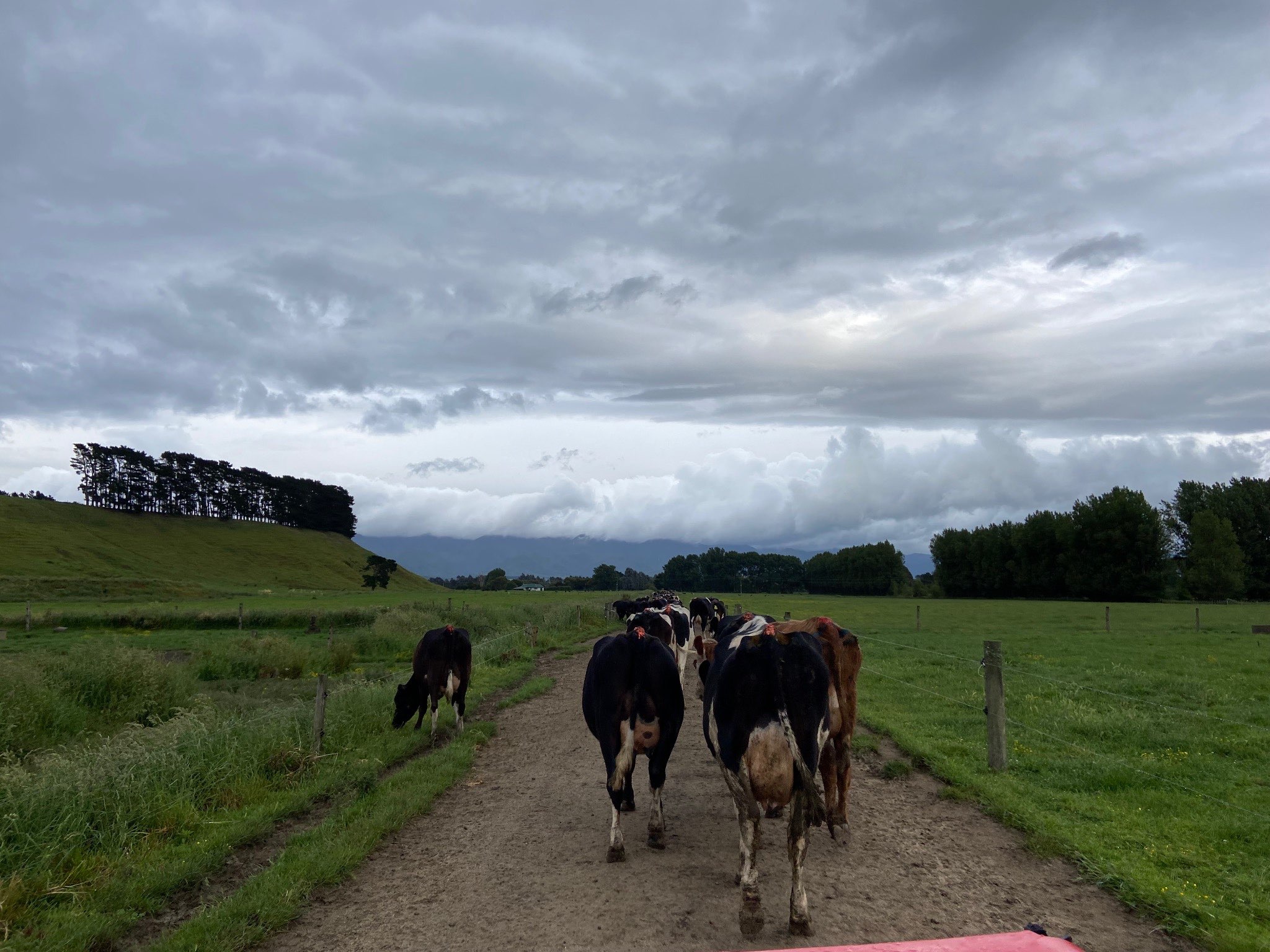 Ag Assist - Ella Casey