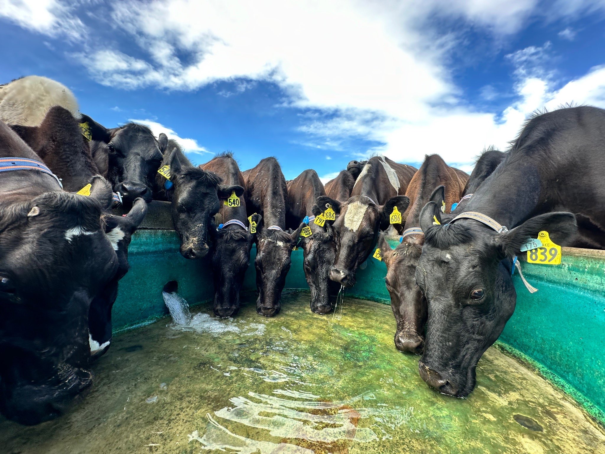 Ag Assist - Rural Water Services