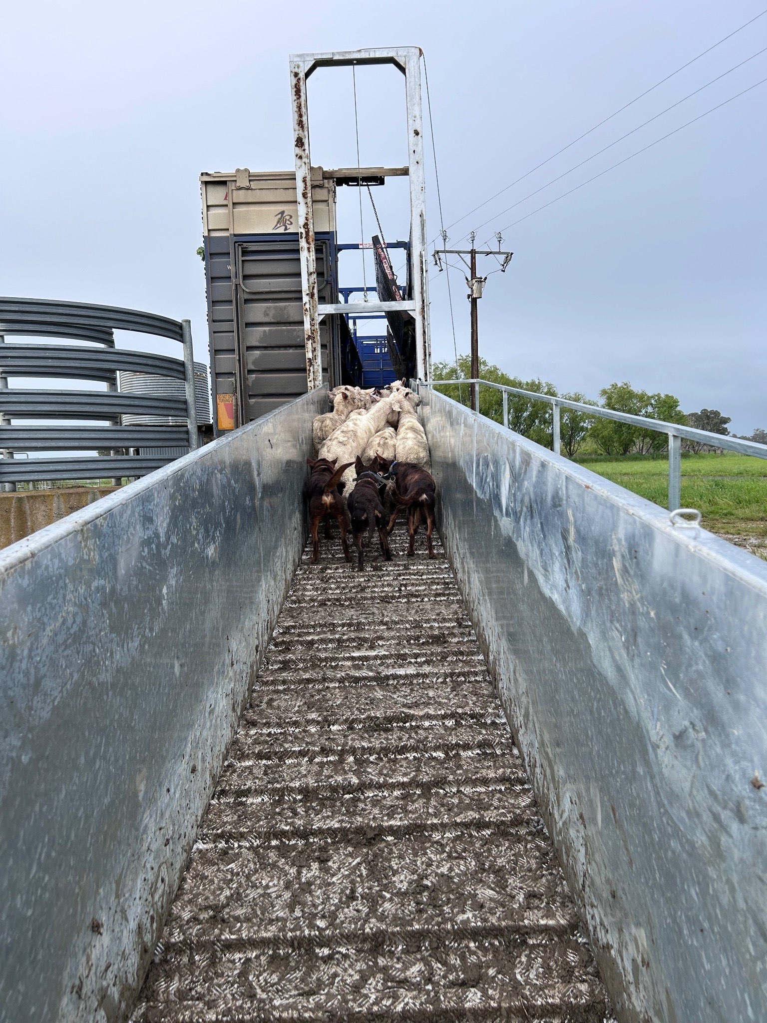 Ag Assist - Elijah Firth