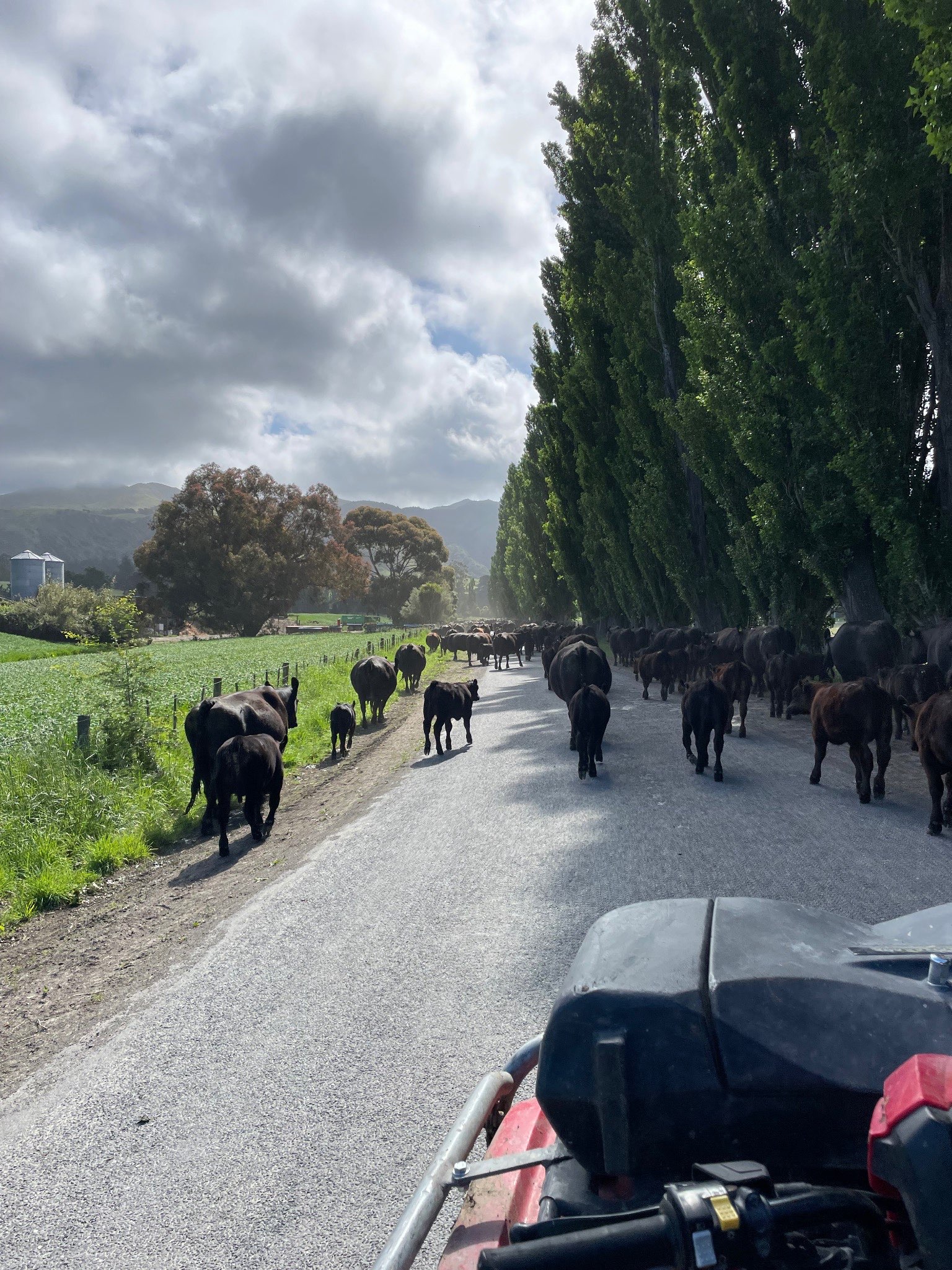 Ag Assist - Jasmine Hall