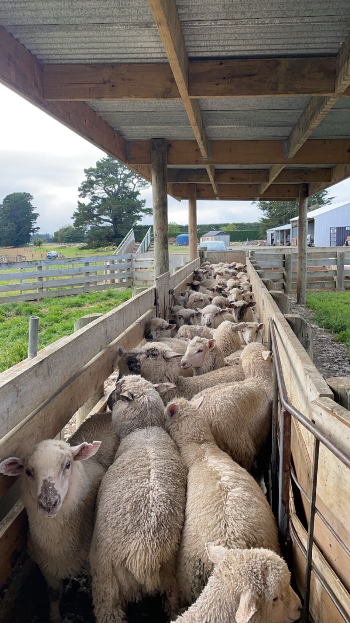 Ag Assist - Jasmine Hall