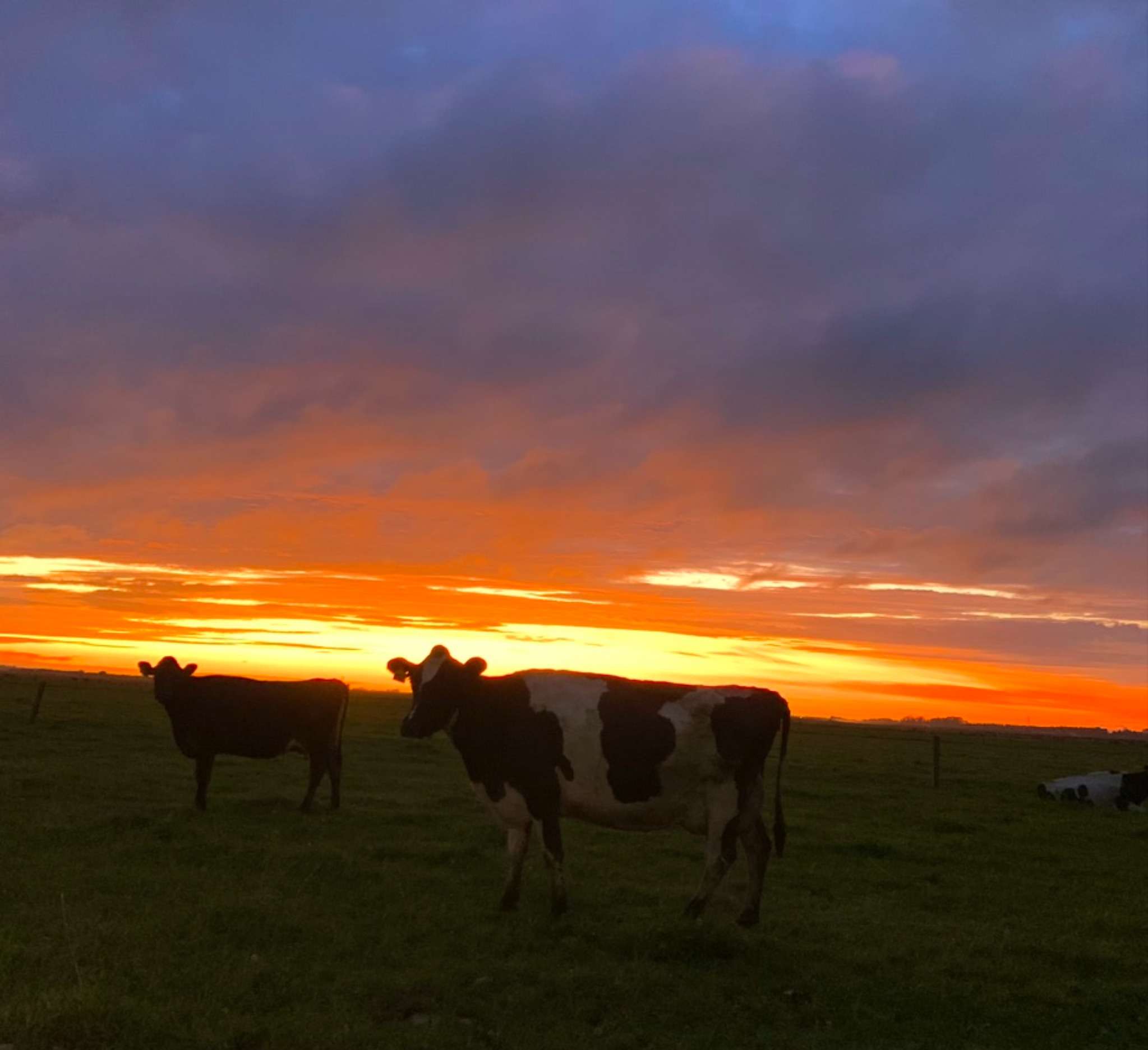 Ag Assist - Zara Stewart