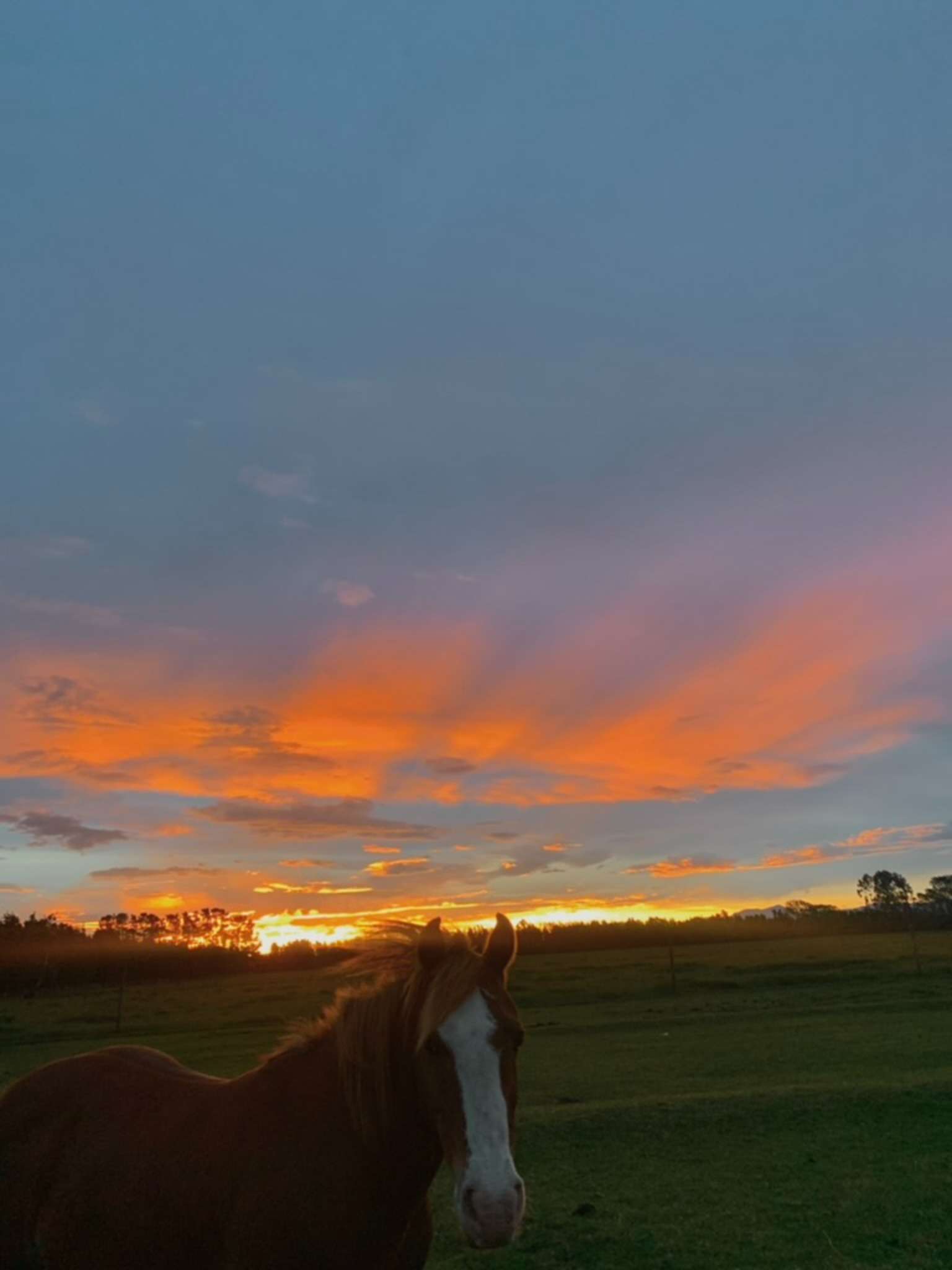 Ag Assist - Zara Stewart