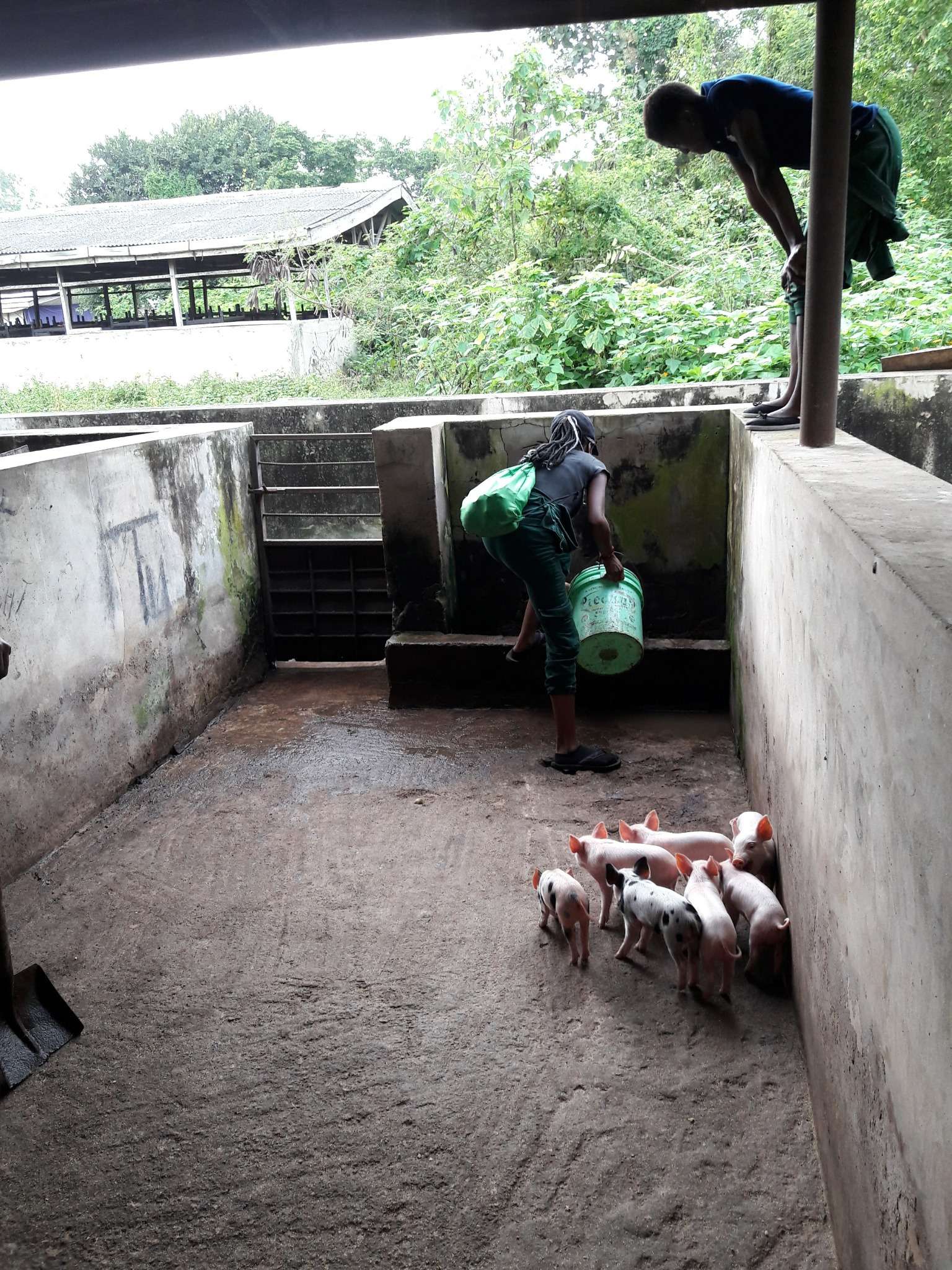 Ag Assist - Tito Fawole