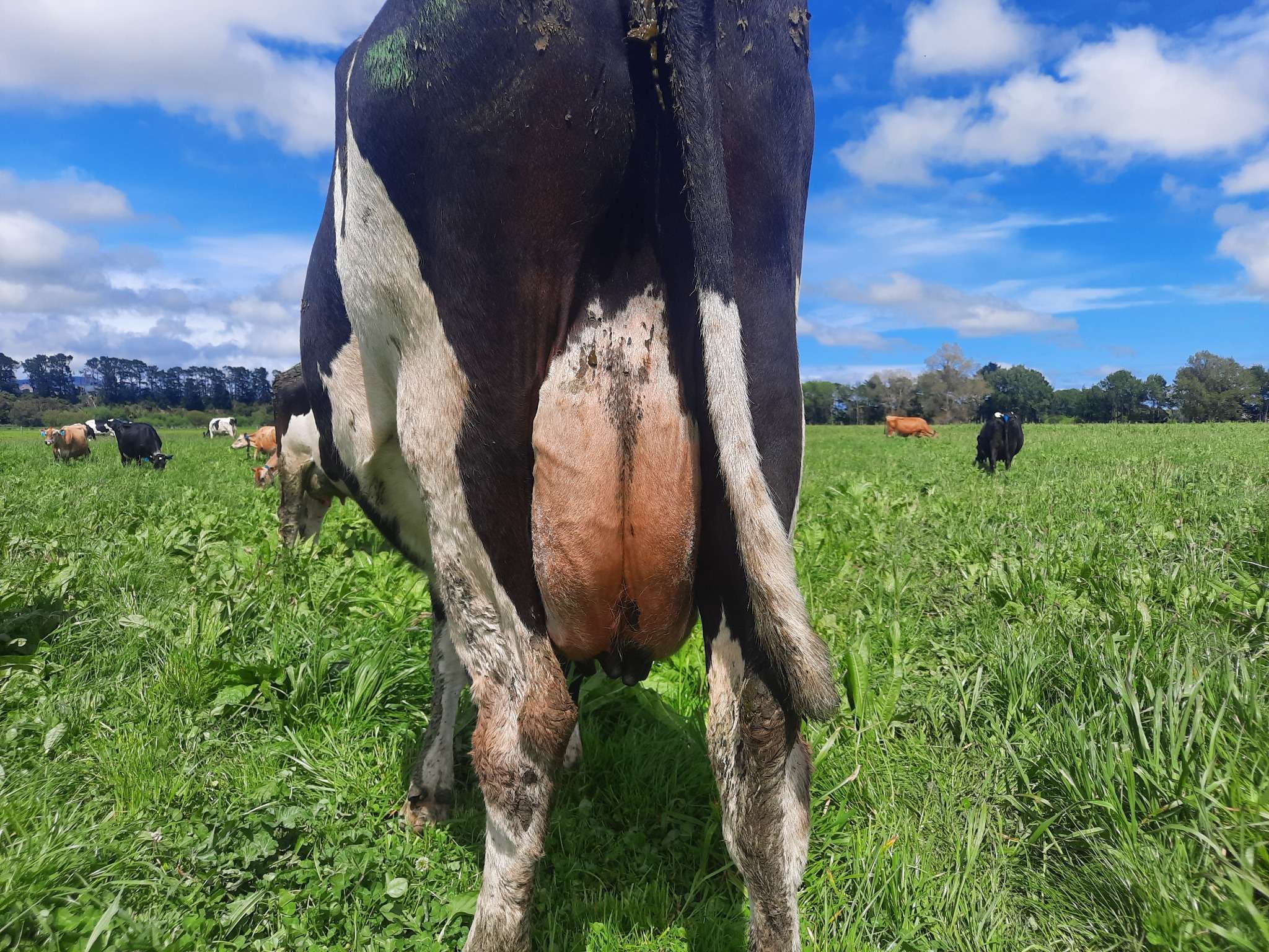 Ag Assist - Tito Fawole