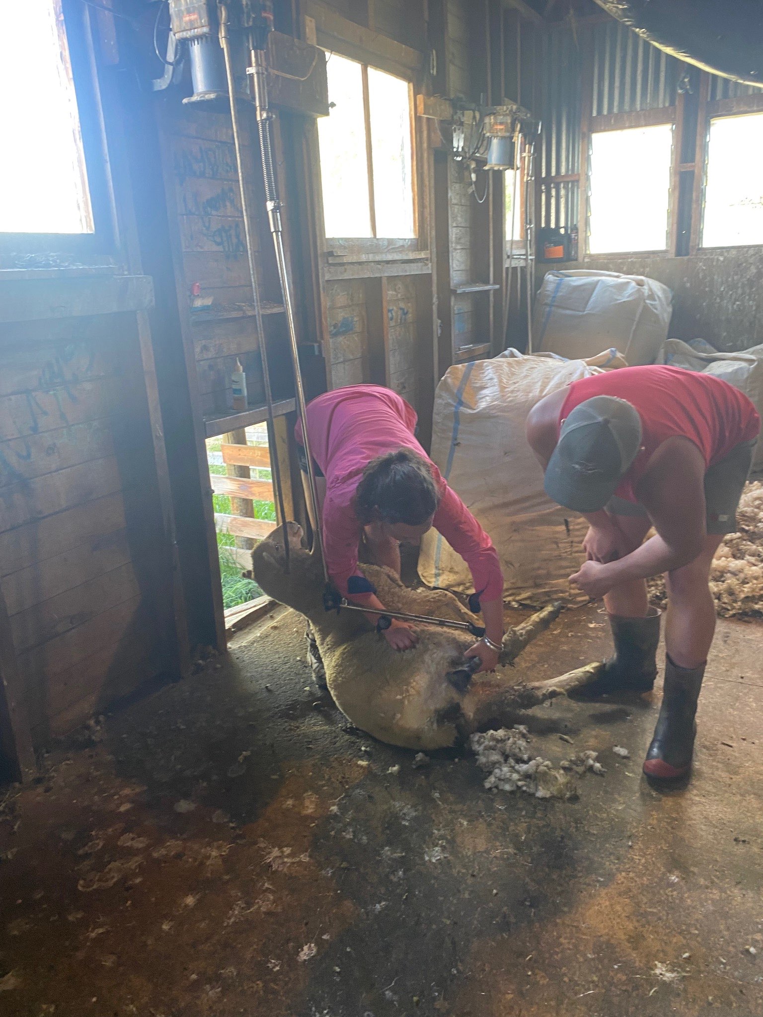 Ag Assist - Eva Macdougall