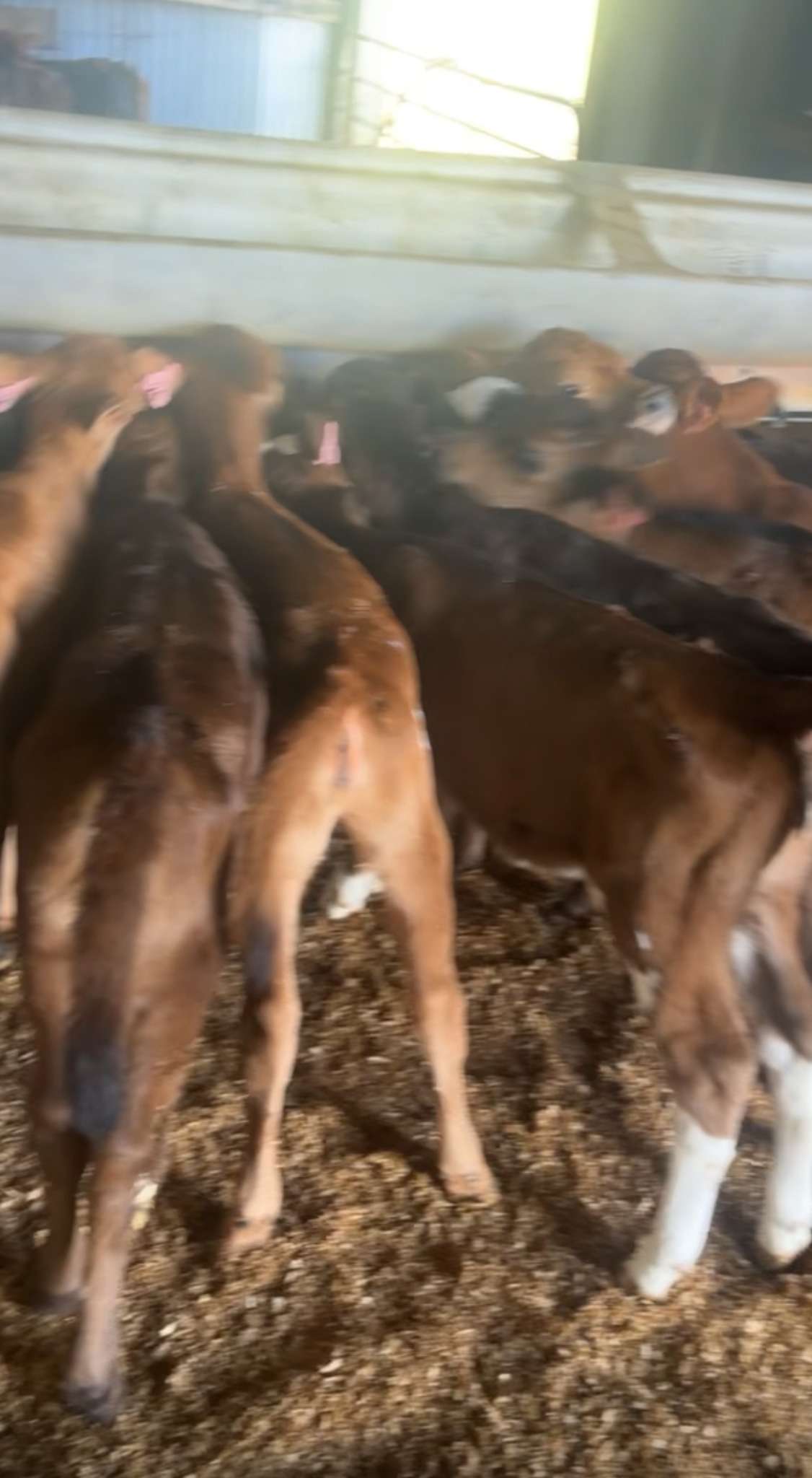 Ag Assist - Leila Benton