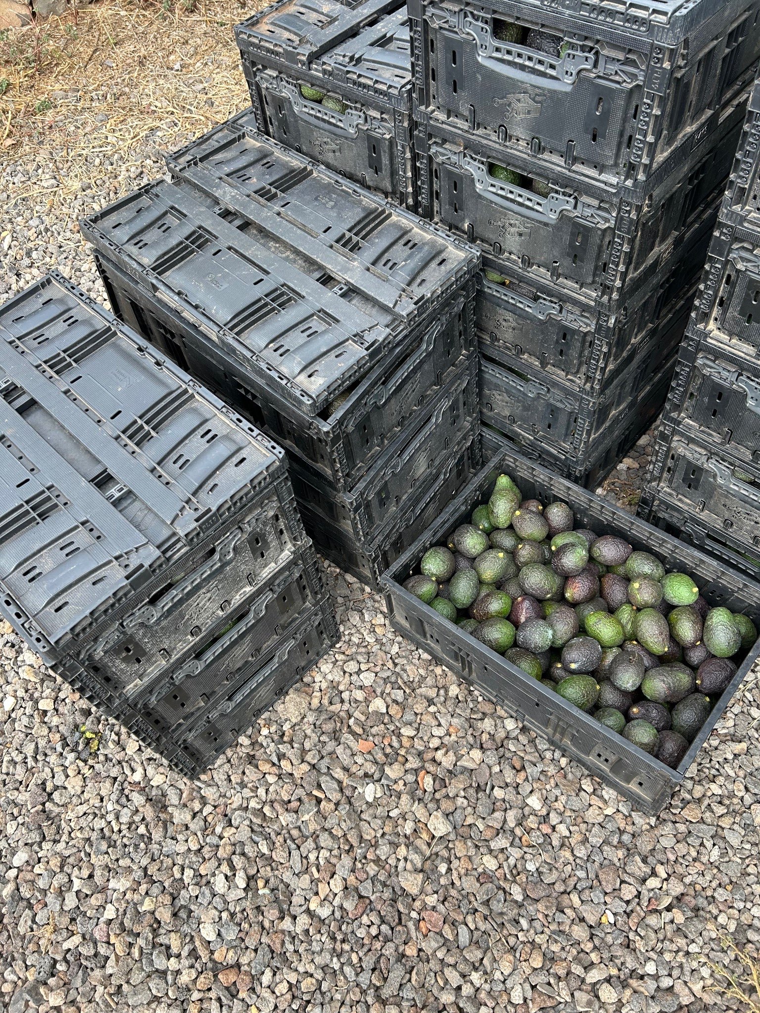 Ag Assist - Silvio Rapp