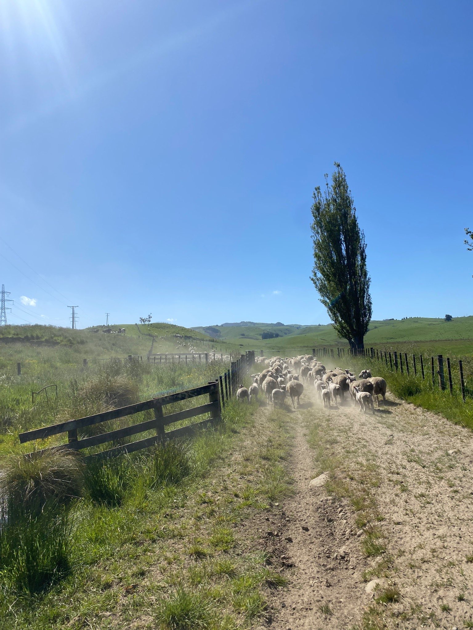 Ag Assist - Anna Stuart