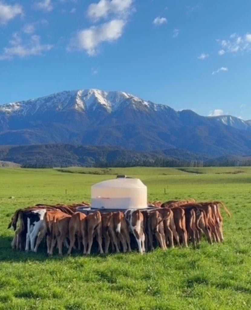 Small Family Farm Requiring Dairy Farm Assistant
