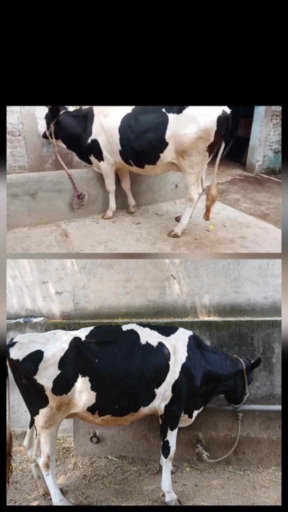 Ag Assist - Abdul Basit