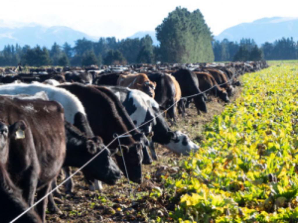Winter Grazing Wanted for 450 Cows