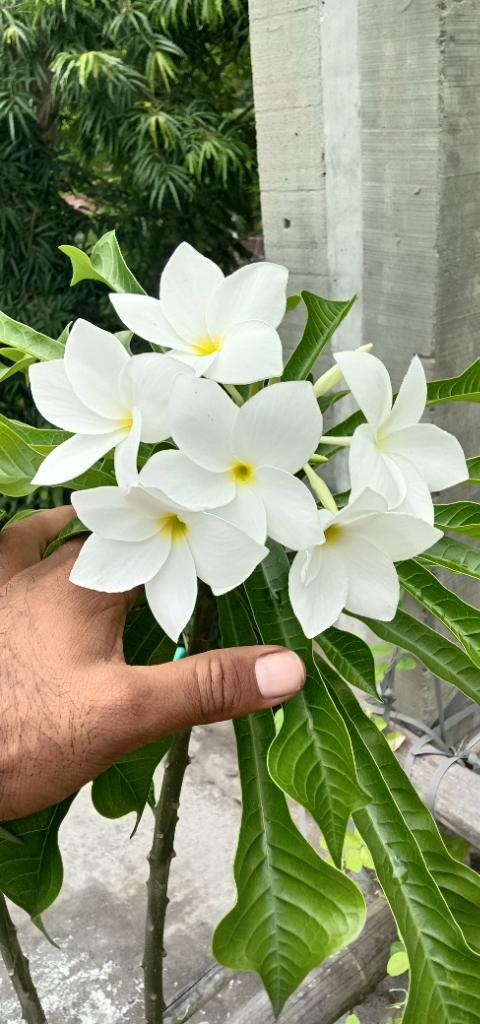 Ag Assist - Samrat Talukder