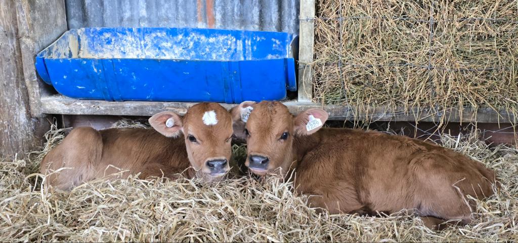 Relief milker/farmhand
