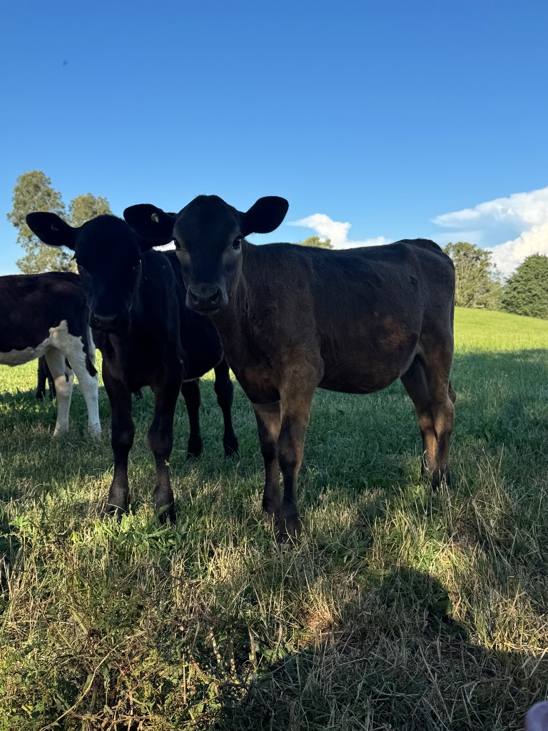 9 weaner heifers