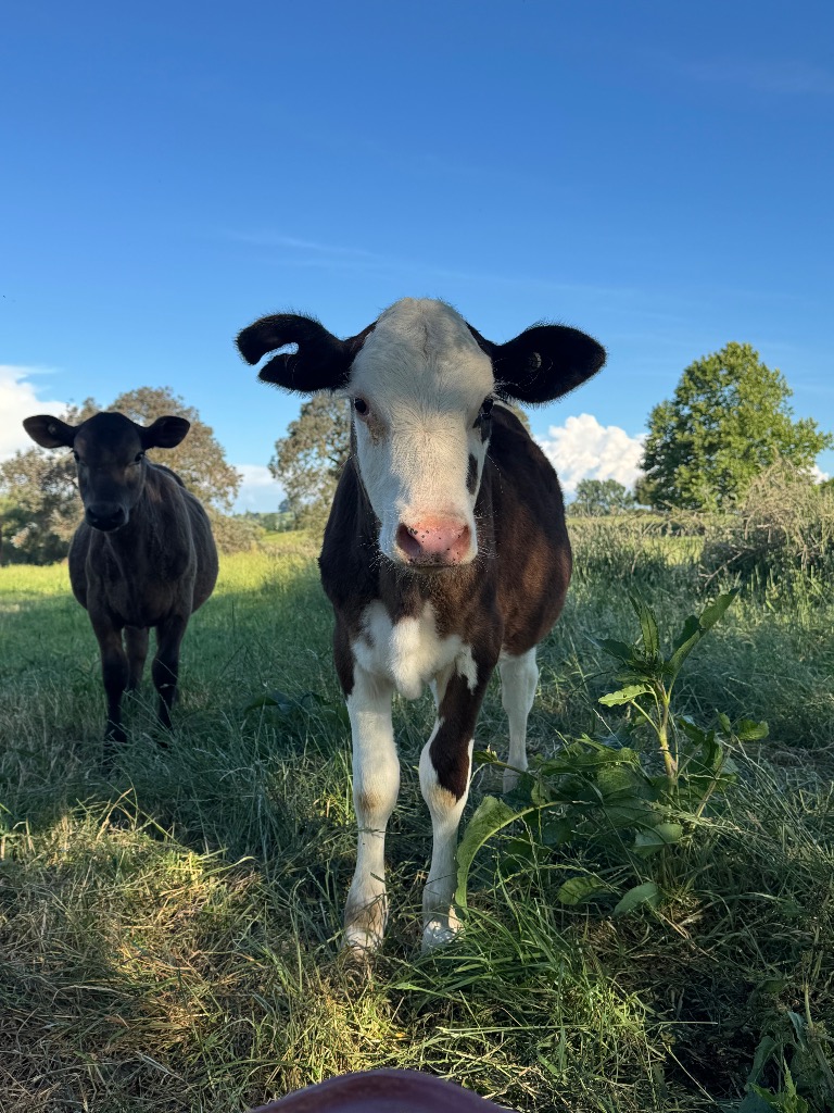 Ag Assist - 9 weaner heifers