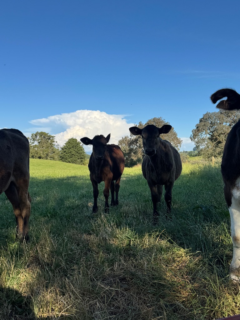 Ag Assist - 9 weaner heifers