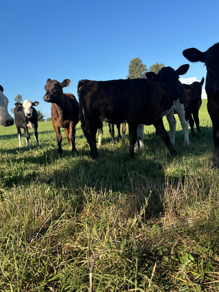Ag Assist - 9 weaner heifers