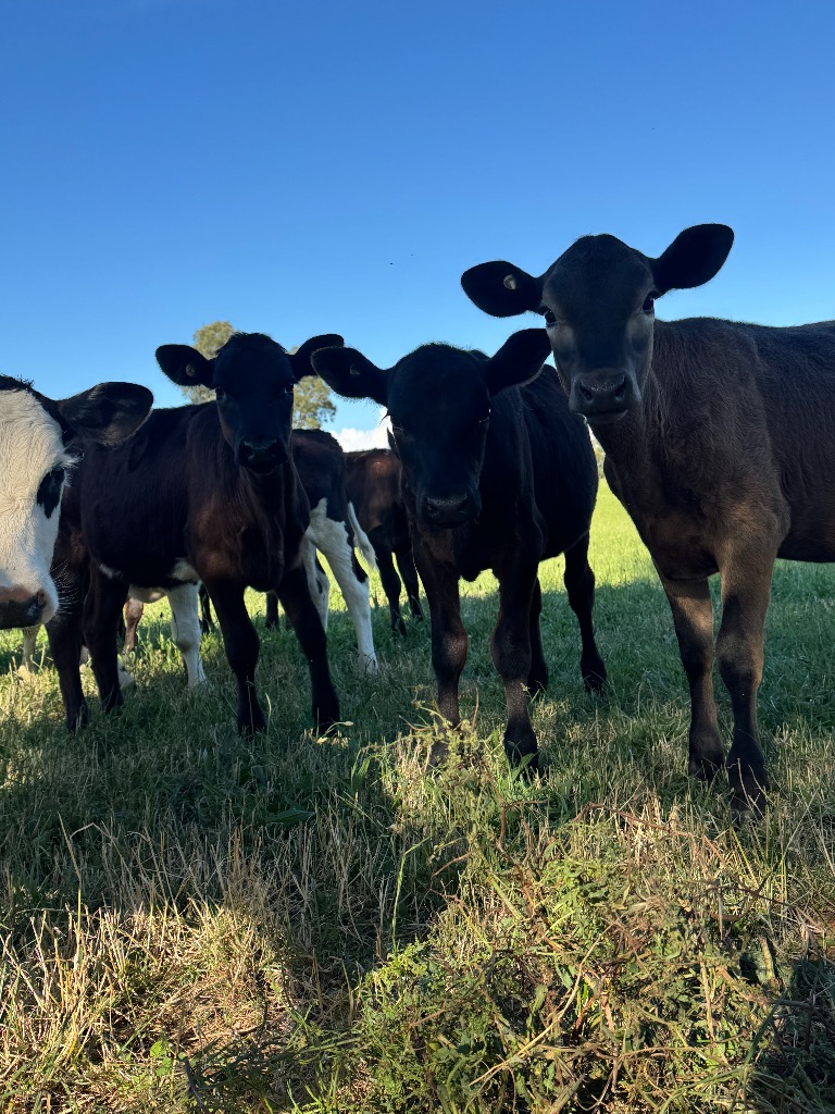 Ag Assist - 9 weaner heifers