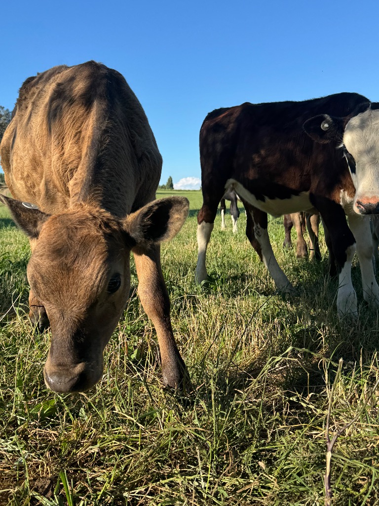 Ag Assist - 9 weaner heifers