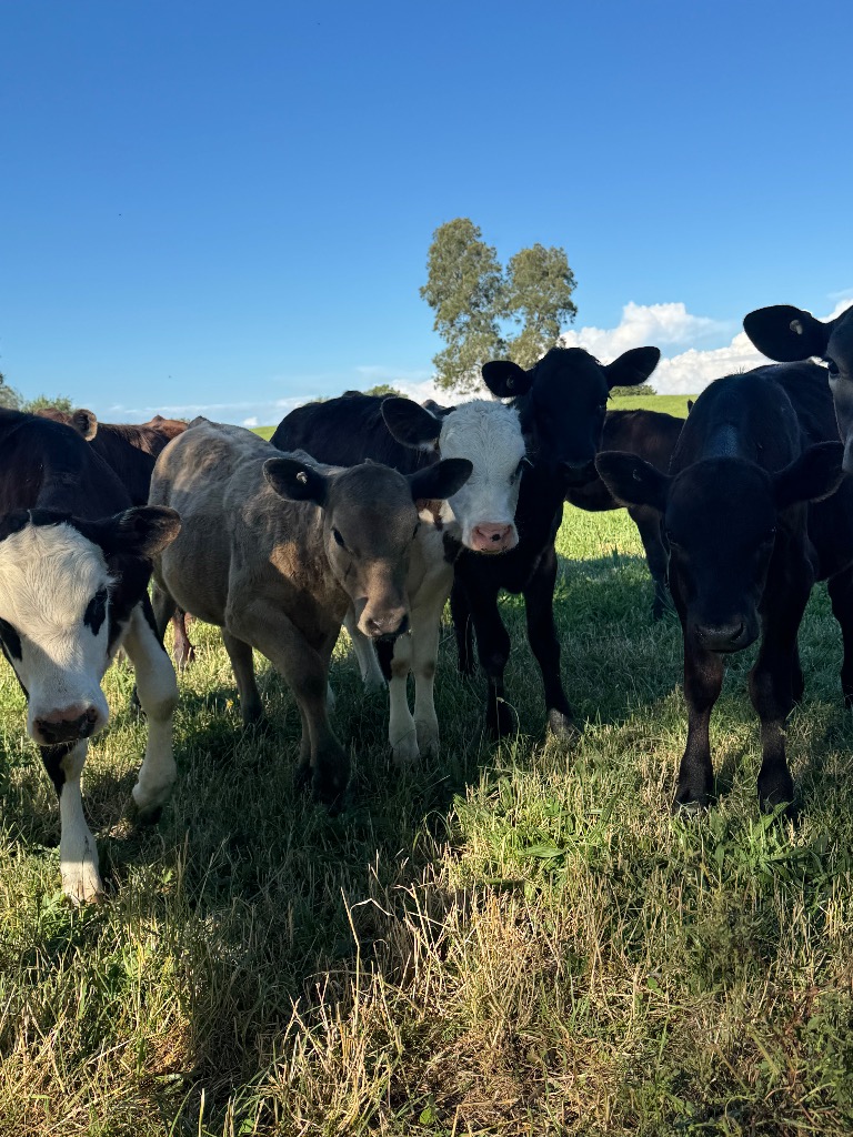 Ag Assist - 9 weaner heifers