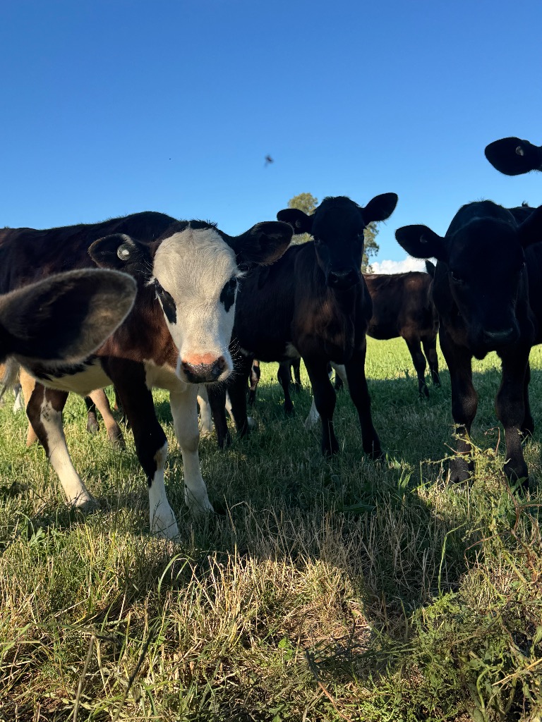 Ag Assist - 9 weaner heifers